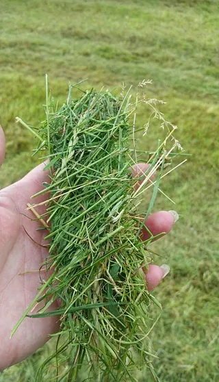 Grass